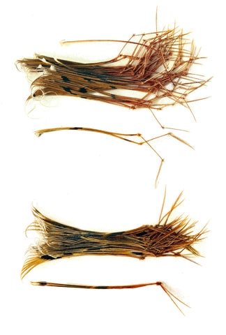 Daddy Legs Pre Knotted pack of 50