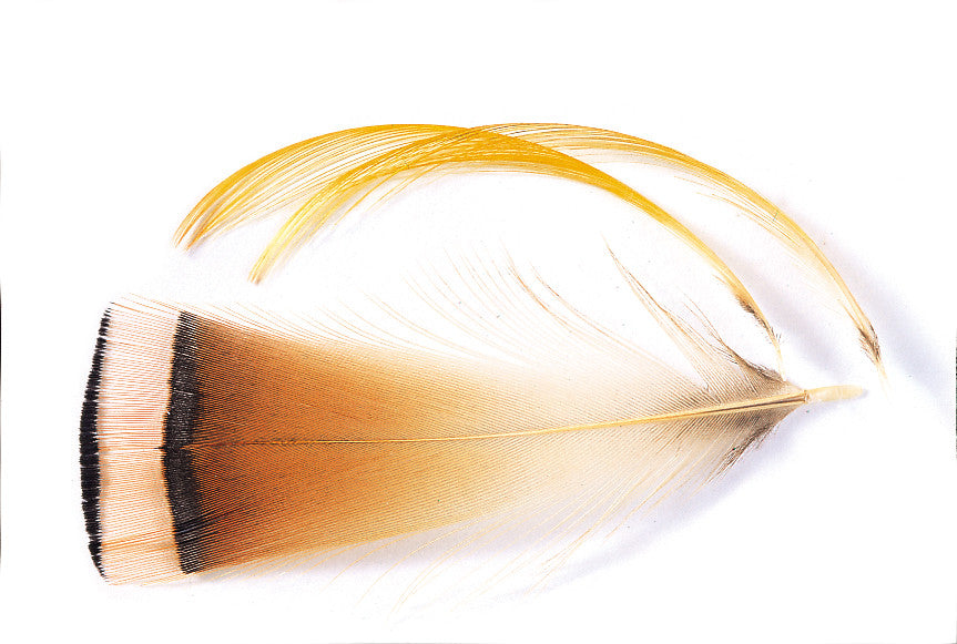 Golden Pheasant Tippet Collar