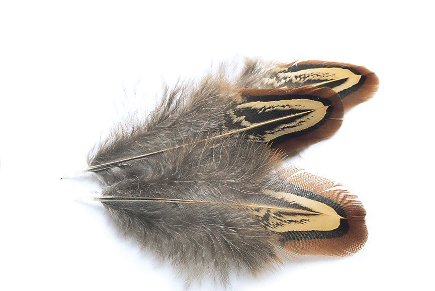 COCK PHEASANT Ringneck Shoulder Feathers (Church Windows)