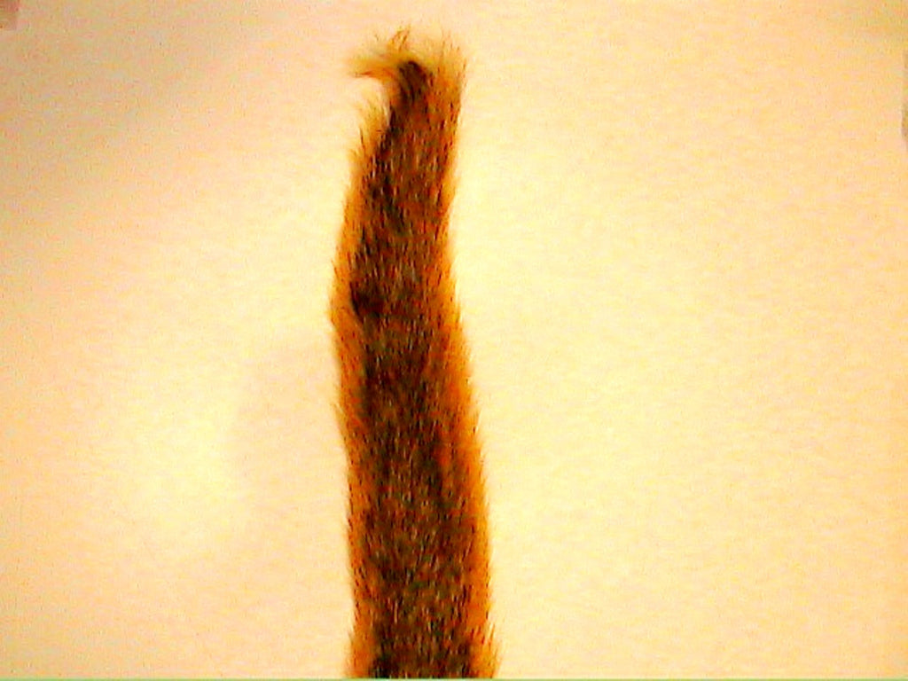 Fox Squirrel Tail Large Natural Barred